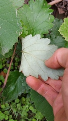 Jovellana sinclairii