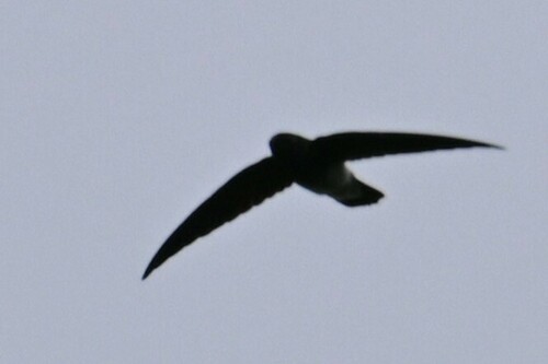 iNaturalist image