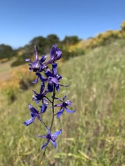 Delphinium parryi maritimum