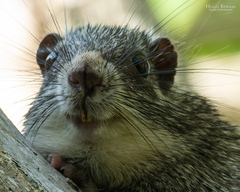 Colombian Speckled Tree-Rat photo 2