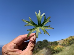 Delphinium parryi maritimum