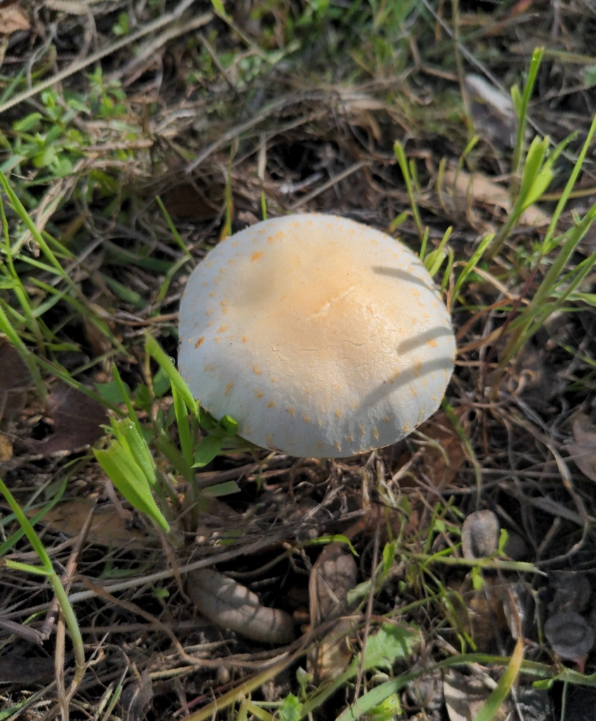 Mulch Maids from Tulare County, USCA, US on February 16, 2024 at 1033