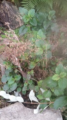 Jovellana sinclairii