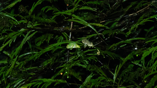 Mulanje Chameleon