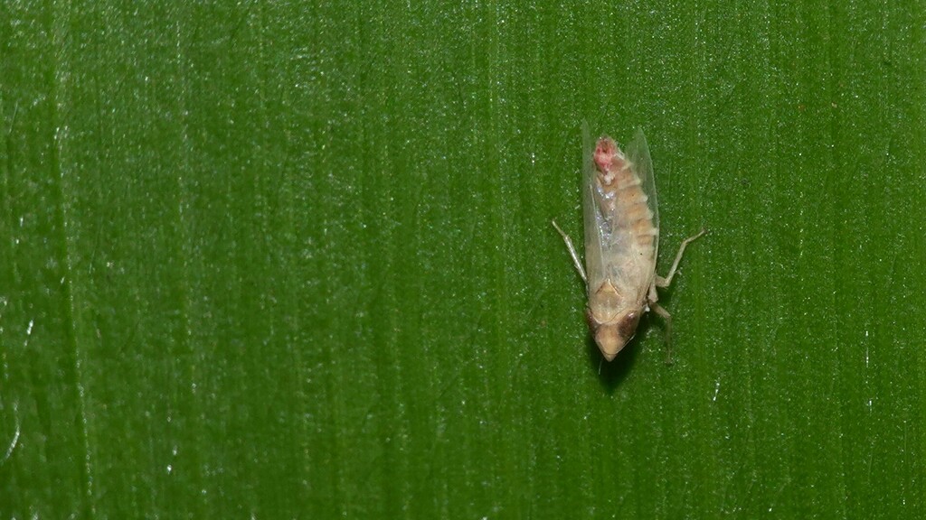 Doratulina lahorensis