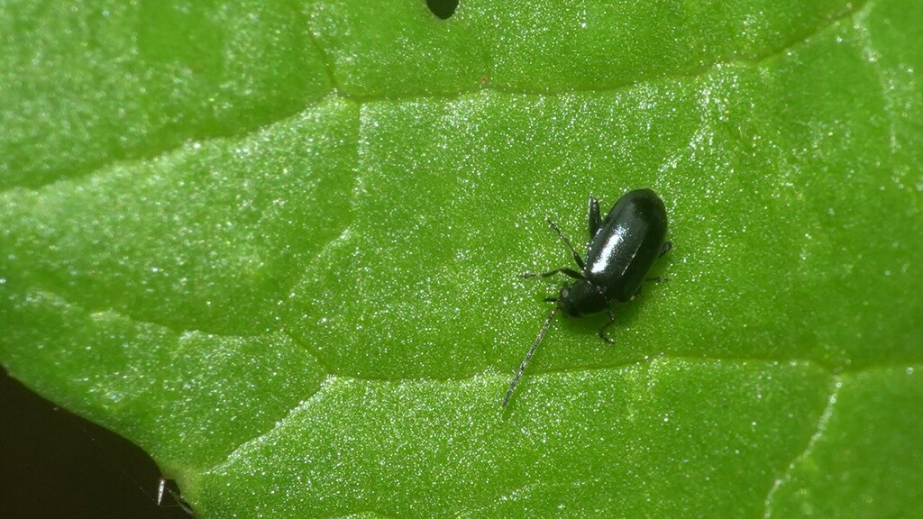 Phyllotreta chotanica