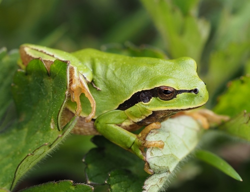 Iberian Tree Frog