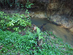 Melicytus ramiflorus ramiflorus