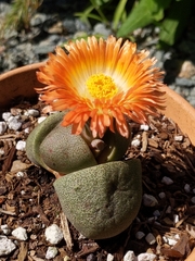 Pleiospilos