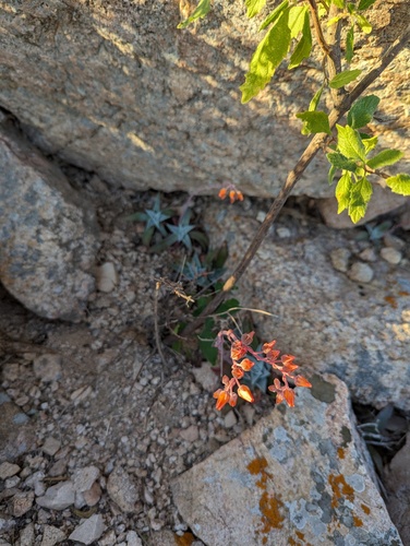 Dudleya nubigena