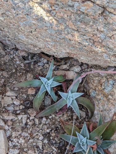 Dudleya nubigena