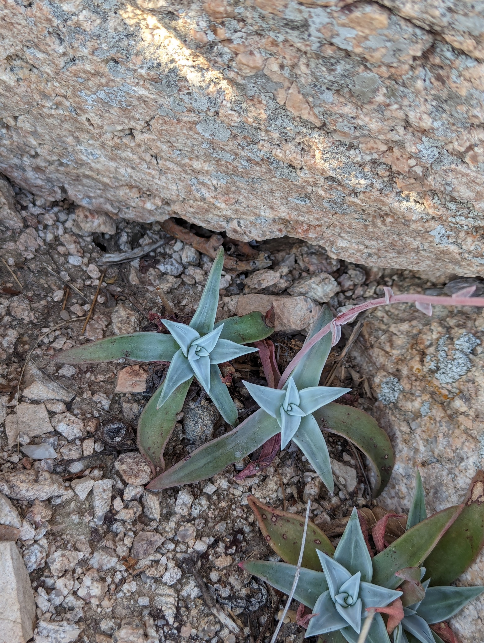 Dudleya nubigena