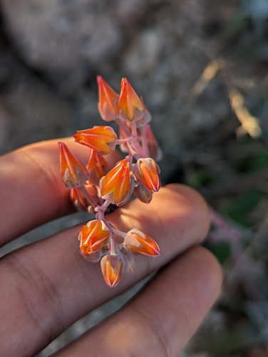 Dudleya nubigena