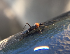 Pseudoxenetus regalis