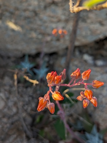 Dudleya nubigena
