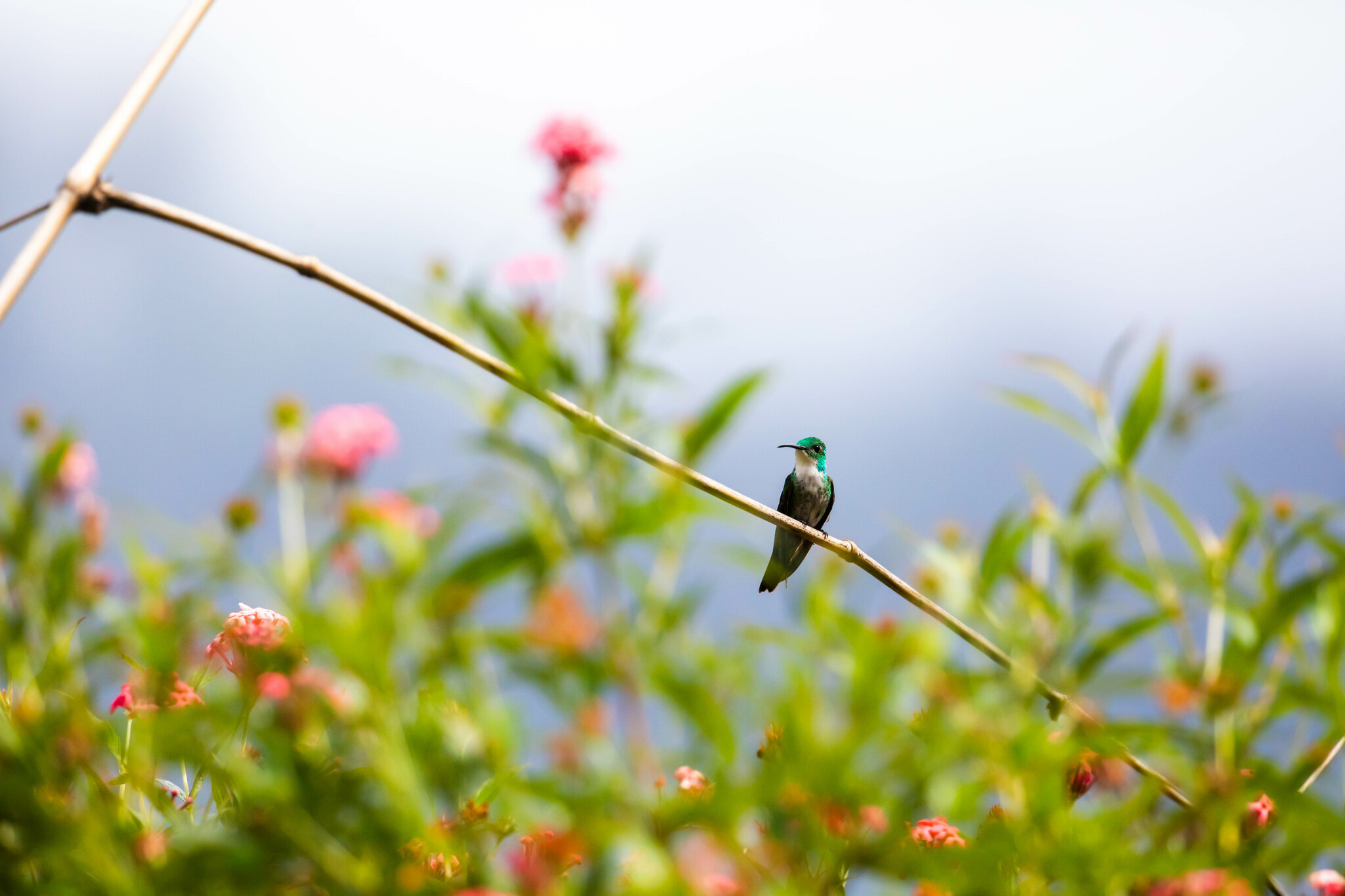 White-chested Emerald (Chrysuronia brevirostris), photo 3