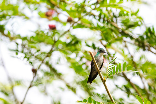 White-chested Emerald (Chrysuronia brevirostris), photo 4
