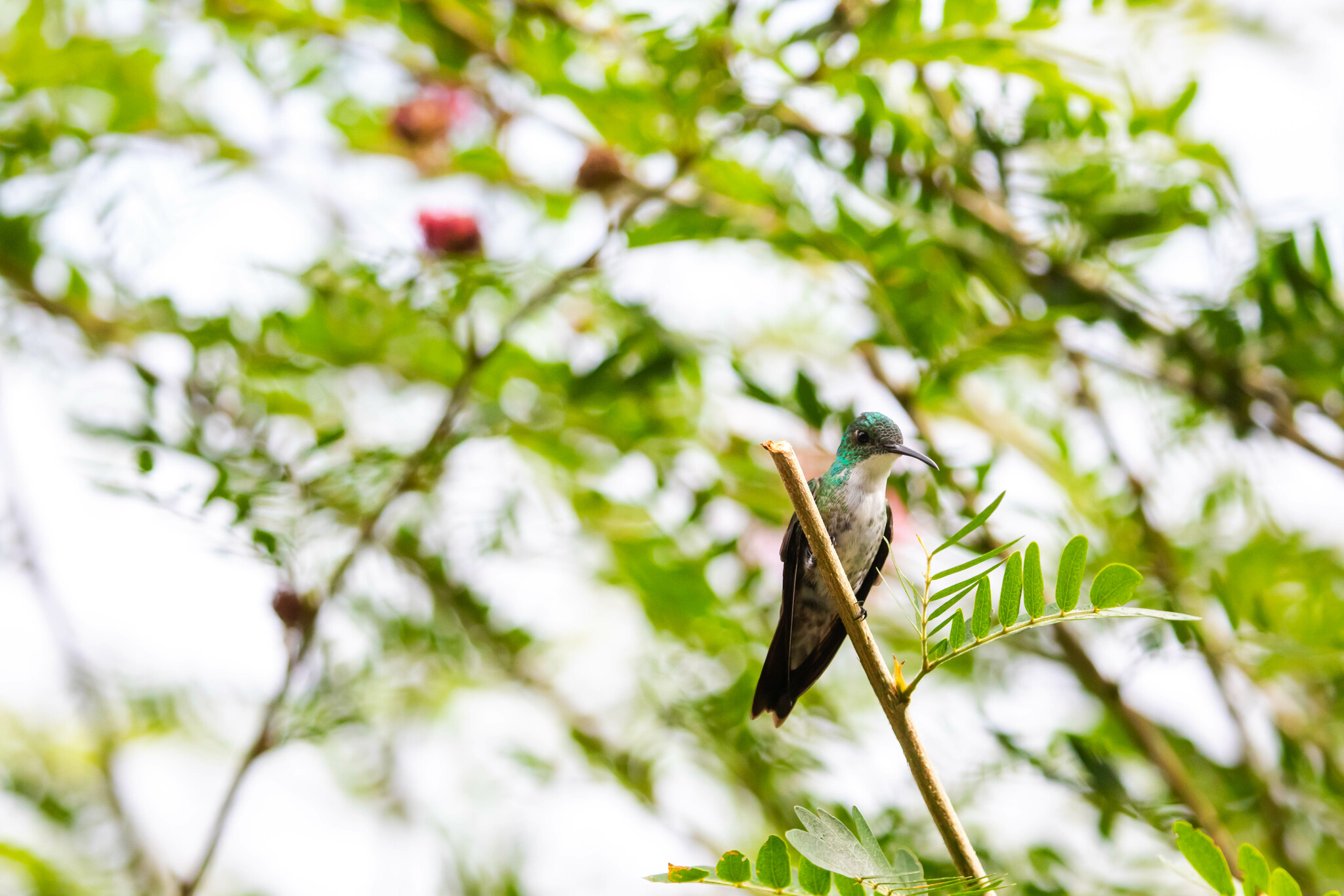 White-chested Emerald (Chrysuronia brevirostris), photo 4