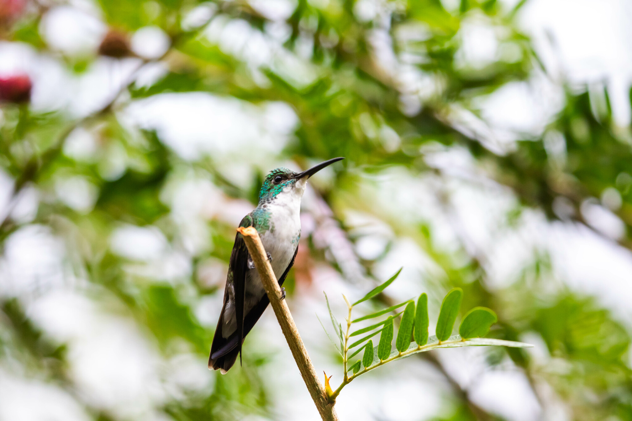 White-chested Emerald (Chrysuronia brevirostris), photo 5