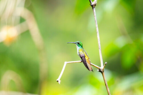 White-chested Emerald (Chrysuronia brevirostris), photo 7