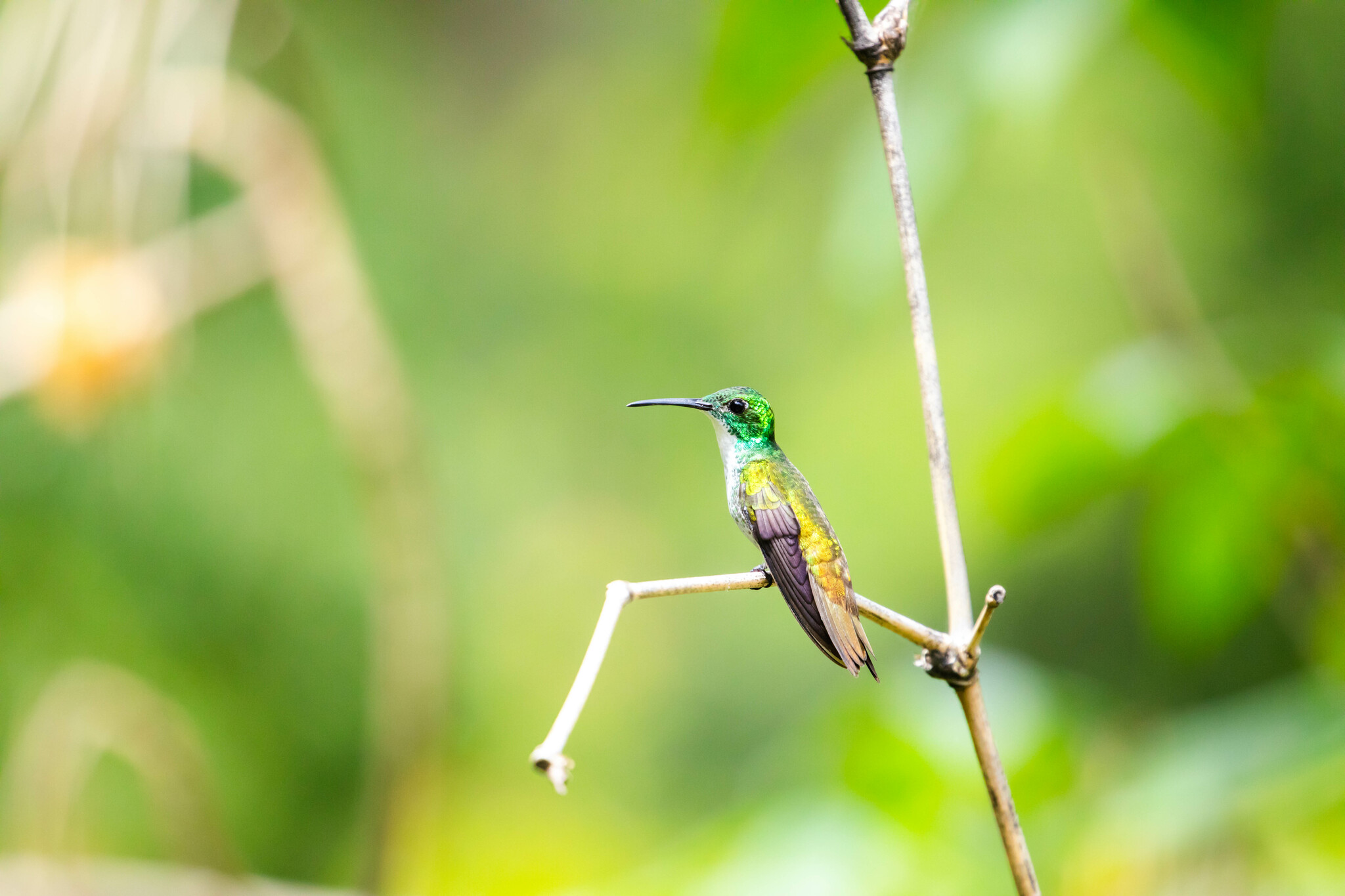 White-chested Emerald (Chrysuronia brevirostris), photo 6