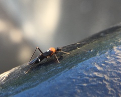 Pseudoxenetus regalis