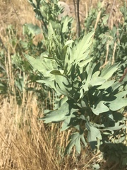 Romneya coulteri