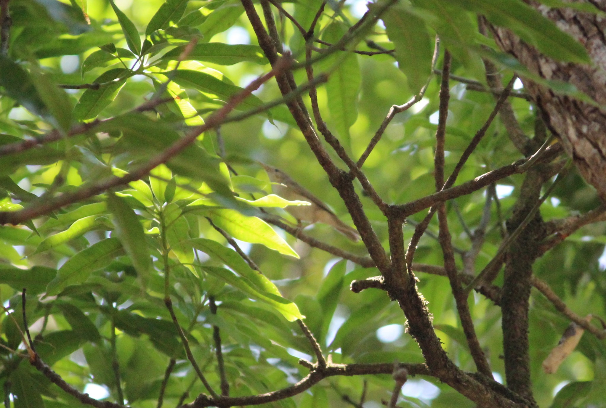 Blyth's Reed Warbler