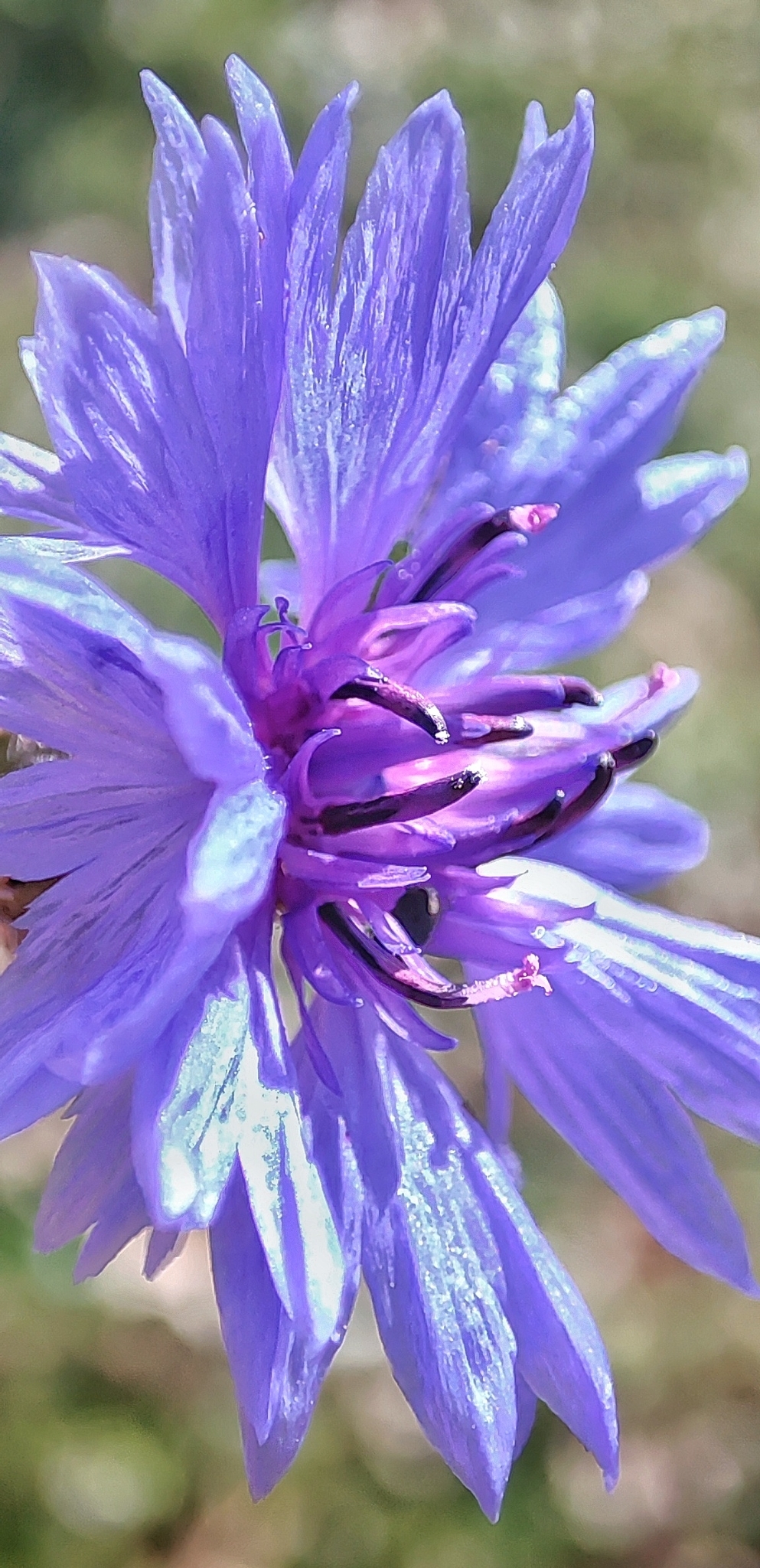 Imagem de Centaurea