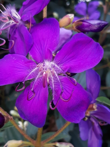 Tibouchina stenocarpa