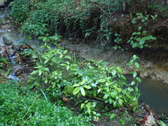 Melicytus ramiflorus ramiflorus