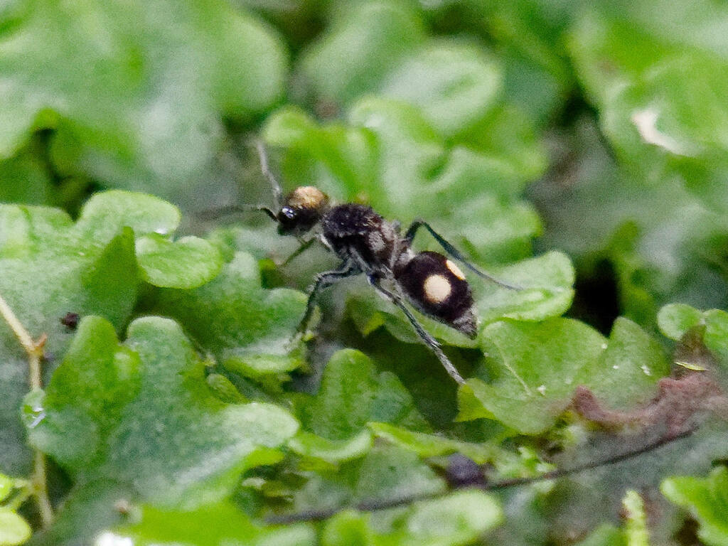 Silvorientilla sinenomine