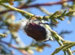 Paracotalpa granicollis