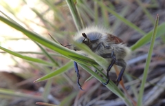 Paracotalpa granicollis