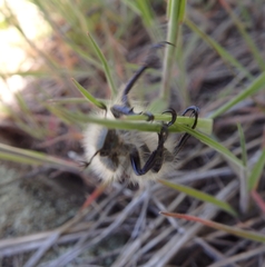 Paracotalpa granicollis