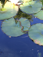 Thamnophis atratus