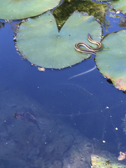 Thamnophis atratus