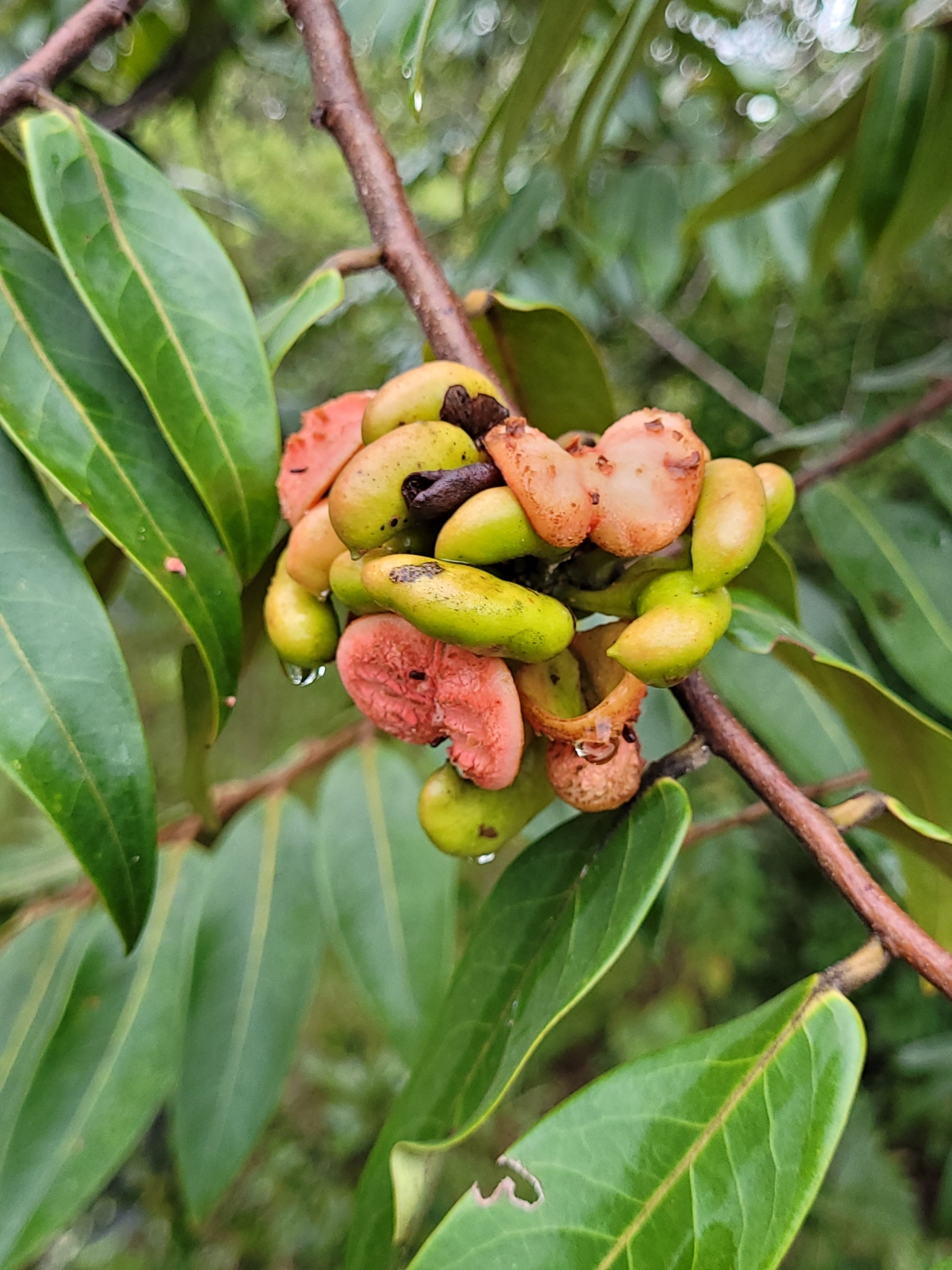 Imagem de Pindaíba-do-brejo