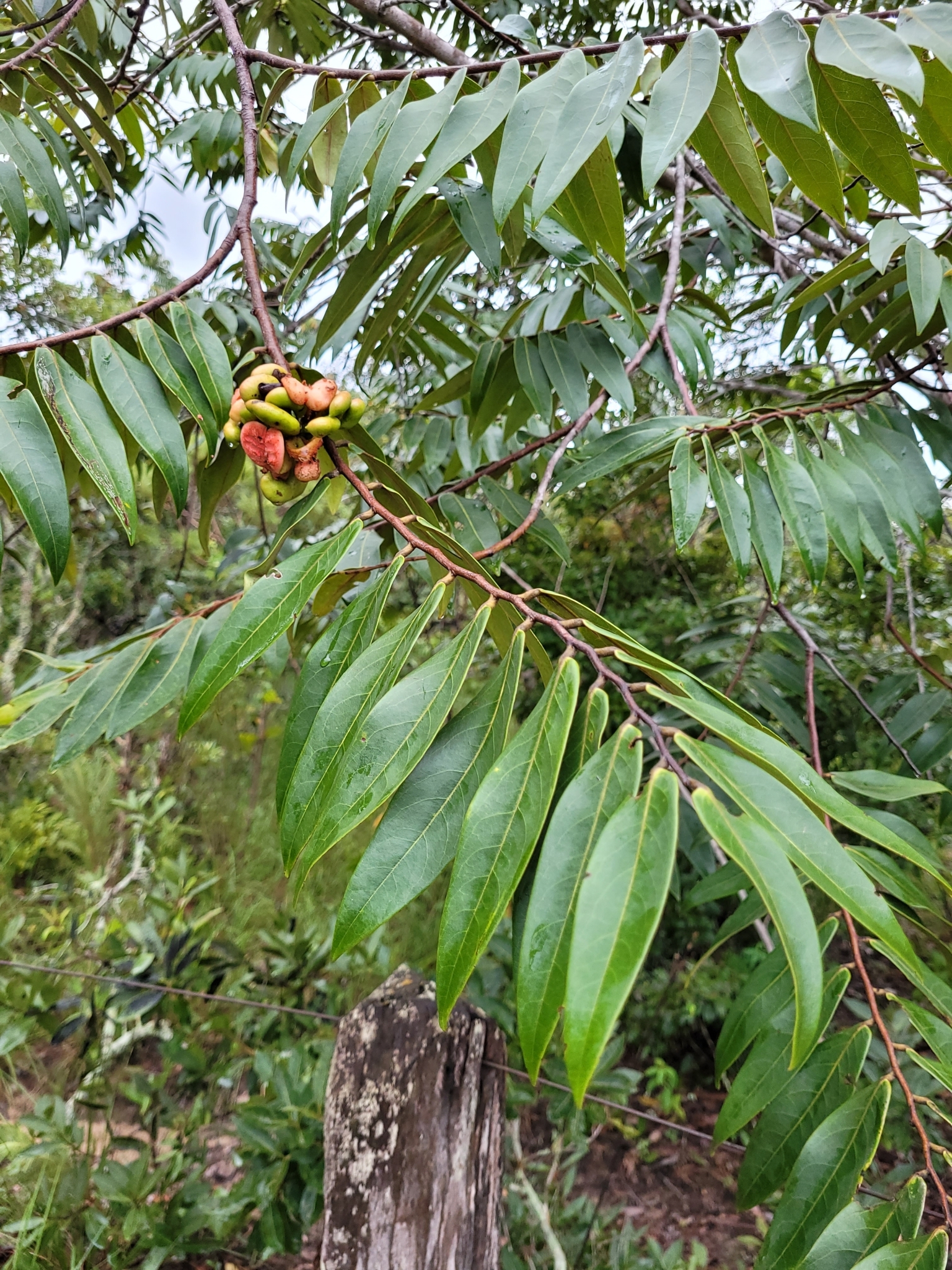 Imagem de Pindaíba-do-brejo