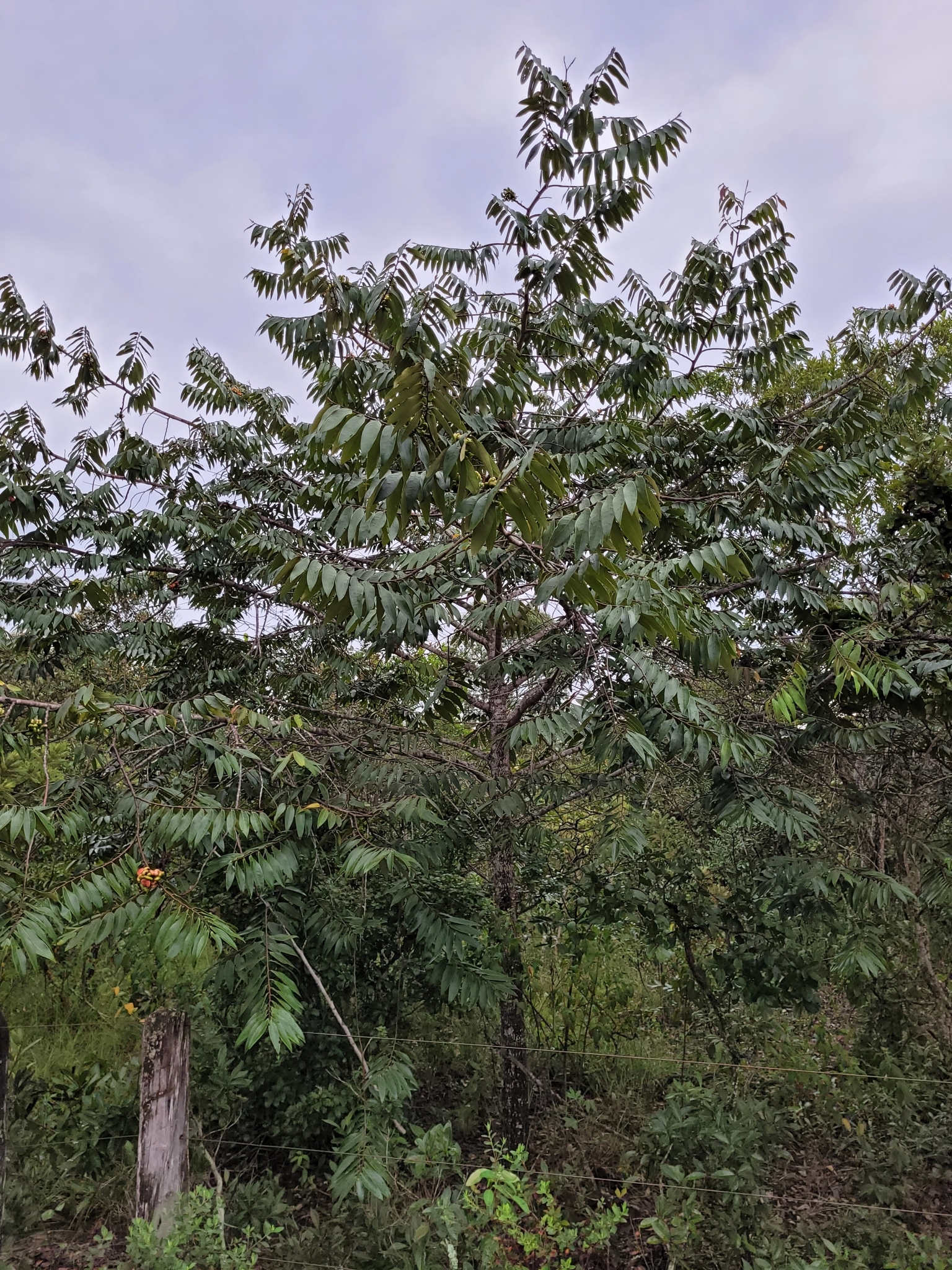 Imagem de Pindaíba-do-brejo