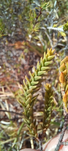 Image of Struthiola striata by (c) Adele SL, some rights reserved (CC BY)