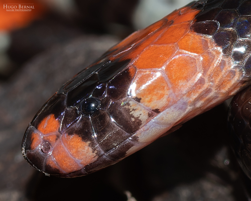Camila's Coralsnake