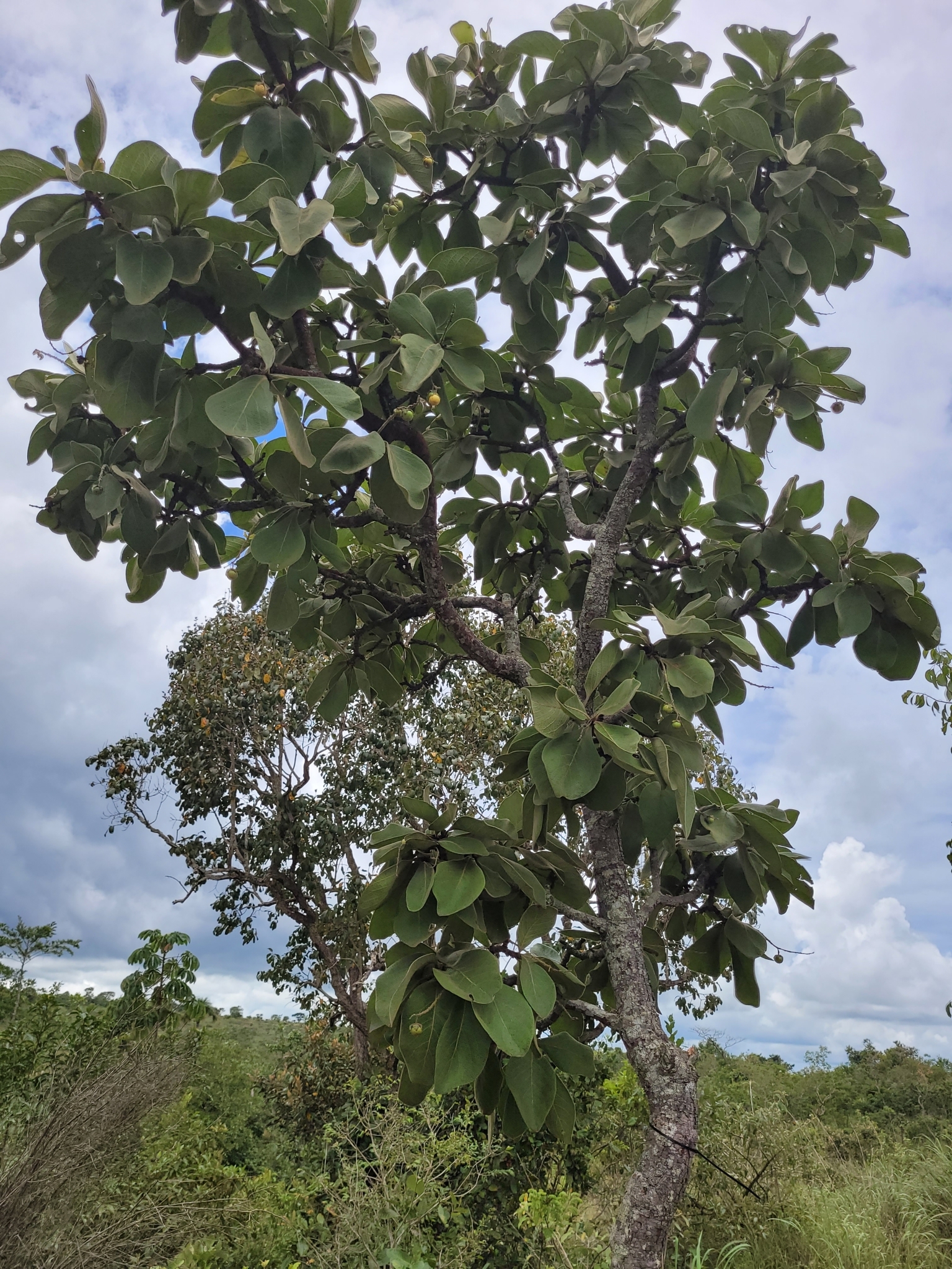 Imagem de Murici do campo
