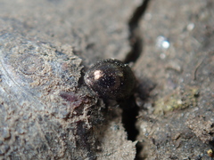 Lamprobyrrhulus nitidus