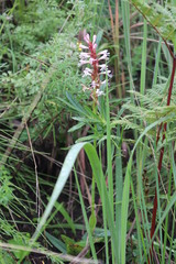 Satyrium macrophyllum