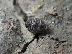 Lamprobyrrhulus nitidus