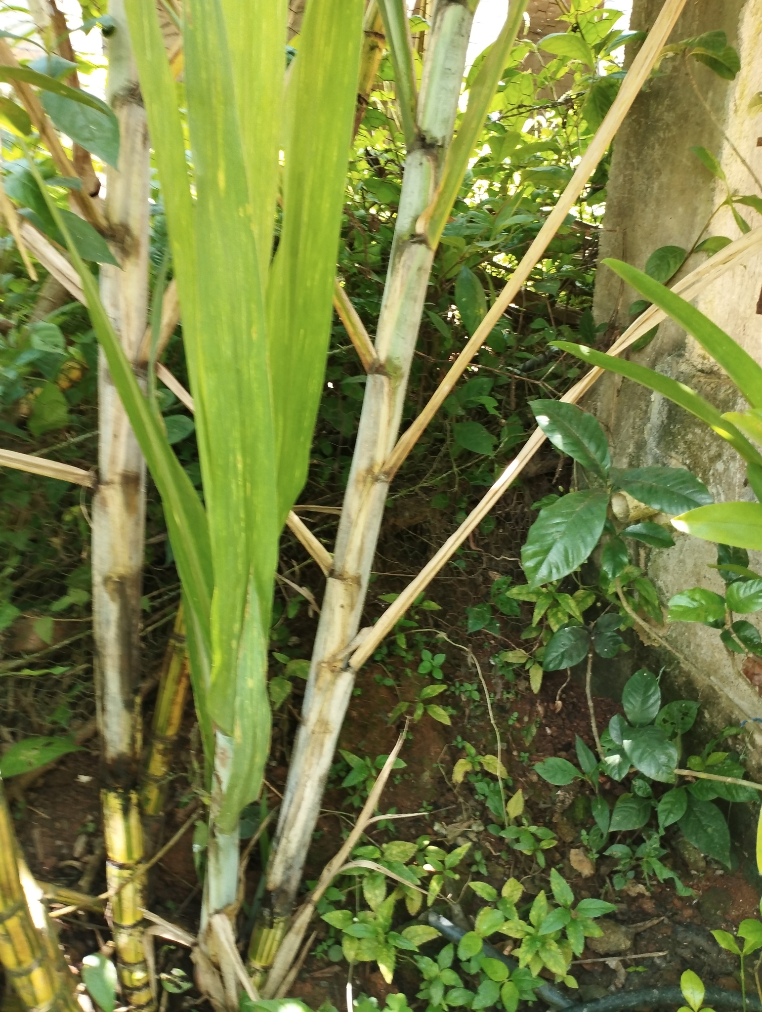 Imagem de Cana-de-açúcar