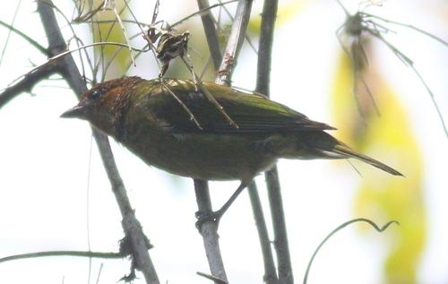 Silver-backed Tanager (Stilpnia viridicollis), photo 5