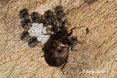 Antiteuchus mixtus