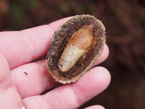Dipteryx panamensis - Whole tree